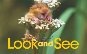 LOOK AND SEE 1 Flashcards