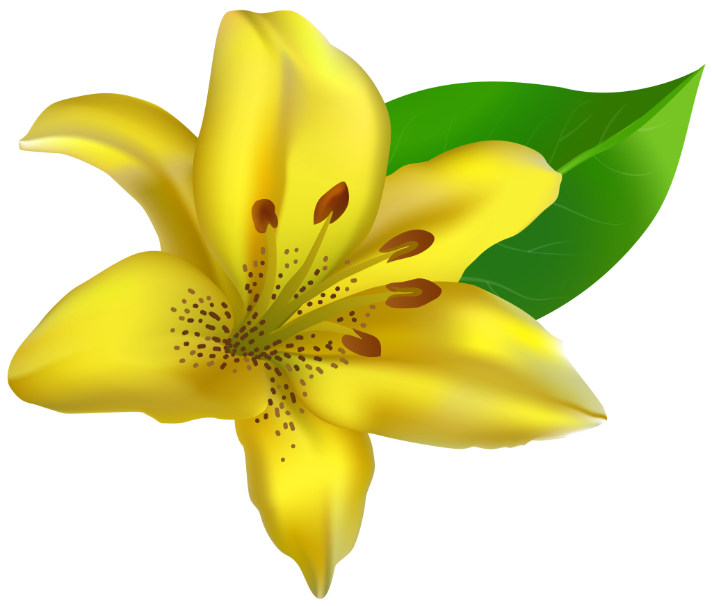 Yellow_Lilium_Transparent_PNG_Clip_Art_Image.png